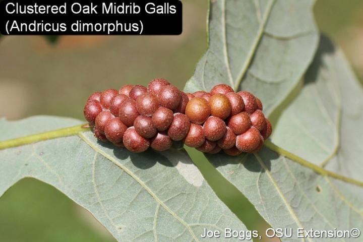 wasp galls on oaks